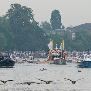 Queen's Parade, Kingston and geese